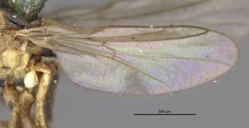 Media type: image;   Entomology 13351 Aspect: Wing, front